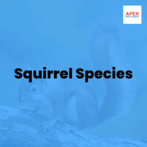 squirrel species