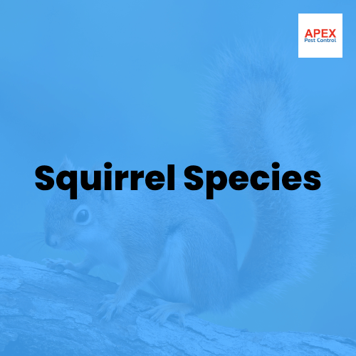 squirrel species