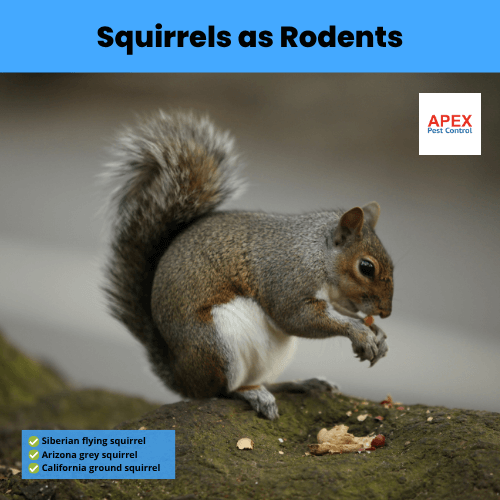 squirrels as rodents