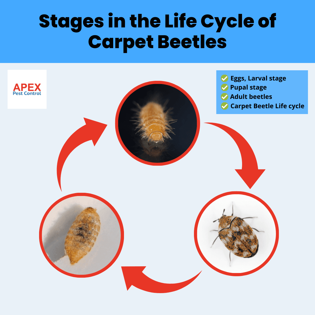 Stages in the Life Cycle of Carpet Beetles