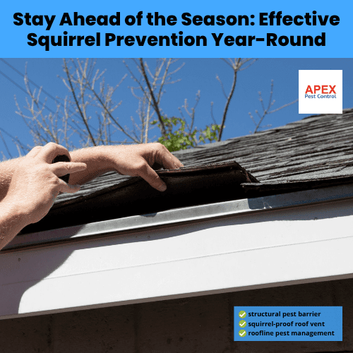 stay ahead of the season effective squirrel prevention year round