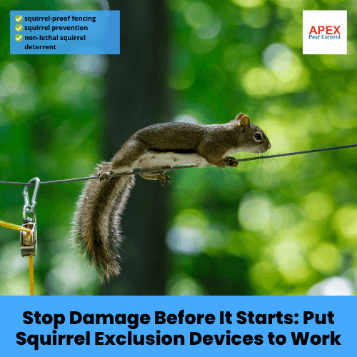 stop damage before it starts put squirrel exclusion devices to work