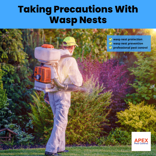 Taking Precautions With Wasp Nests