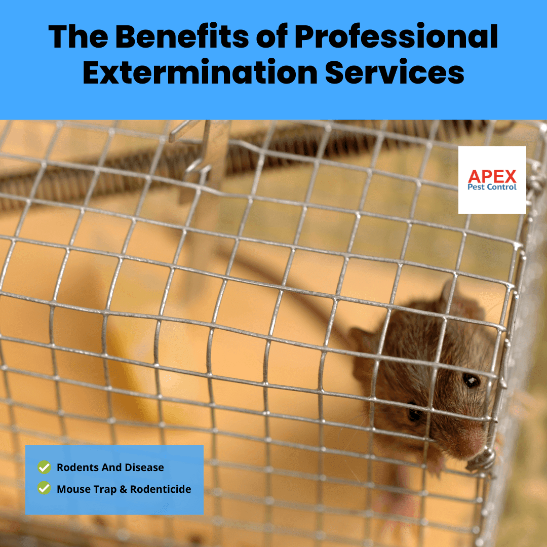The Benefits of Professional Extermination Services