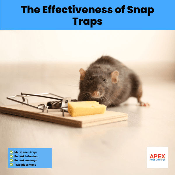 the effectiveness of snap traps