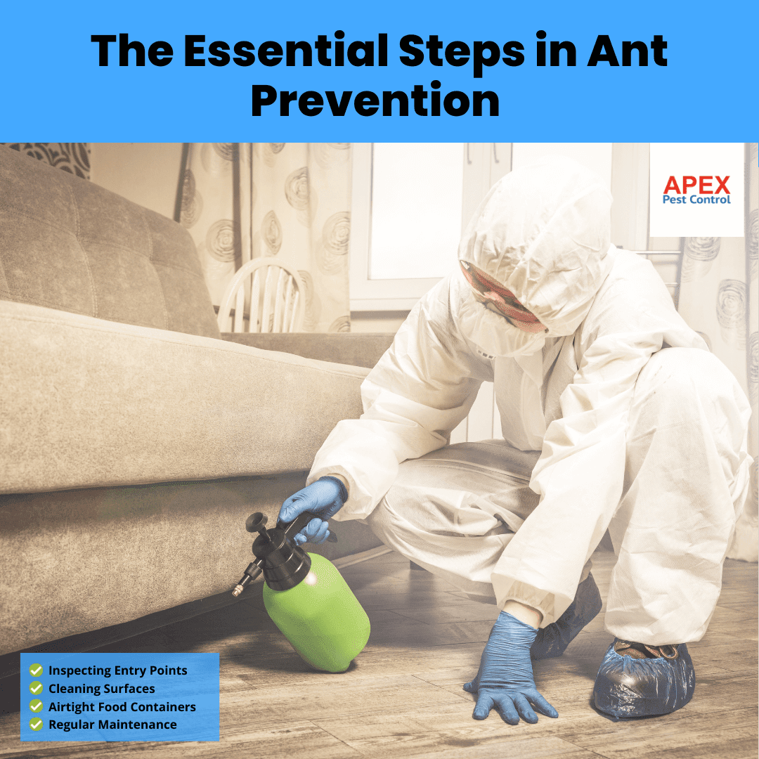 The Essential Steps in Ant Prevention