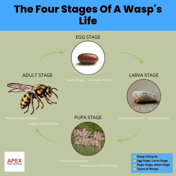 The Four Stages Of A Wasp's Life