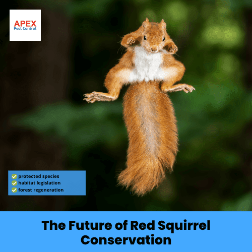 the future of red squirrel conservation