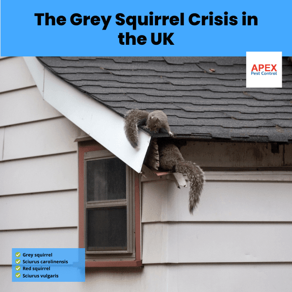 the grey squirrel crisis in the uk