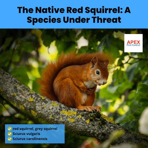 the native red squirrel a species under threat