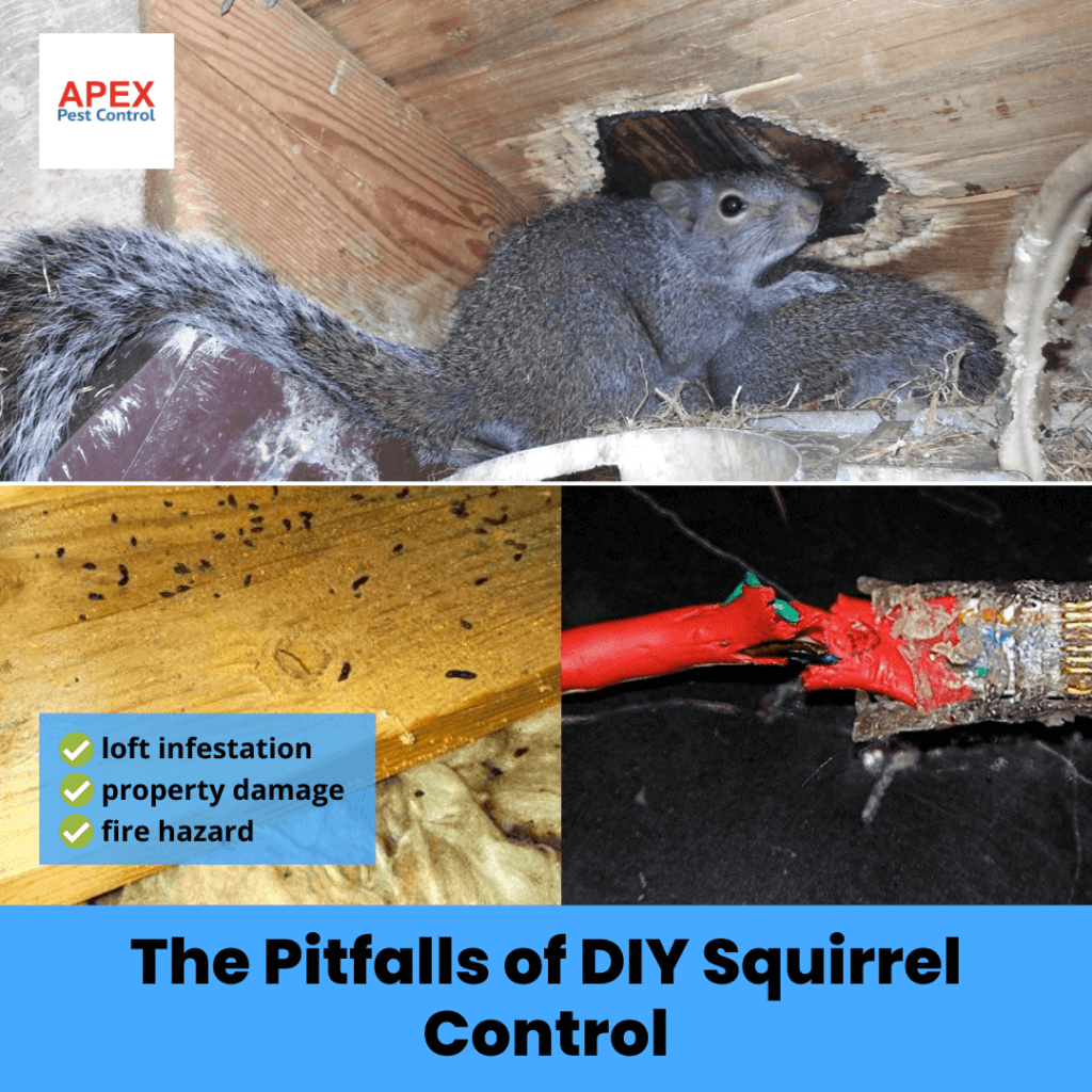 the pitfalls of diy squirrel control
