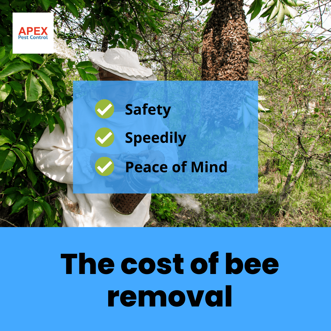 the cost of bee pest control