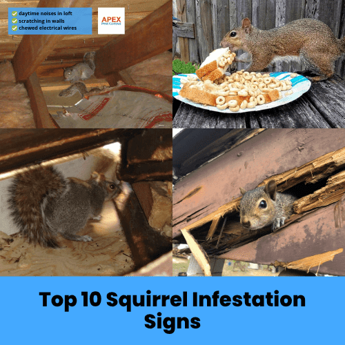 top 10 squirrel infestation signs