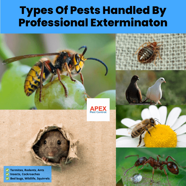 Types Of Pests Handled By Professional Exterminaton