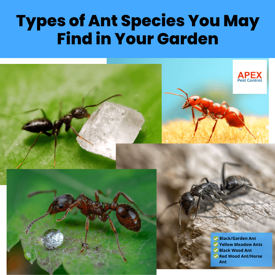 Types of Ant Species You May Find in Your Garden