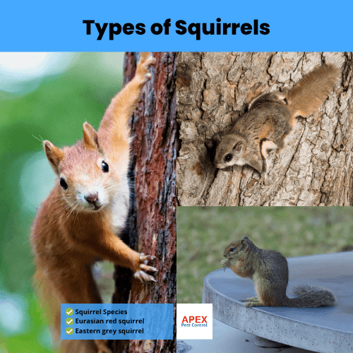 types of squirrels