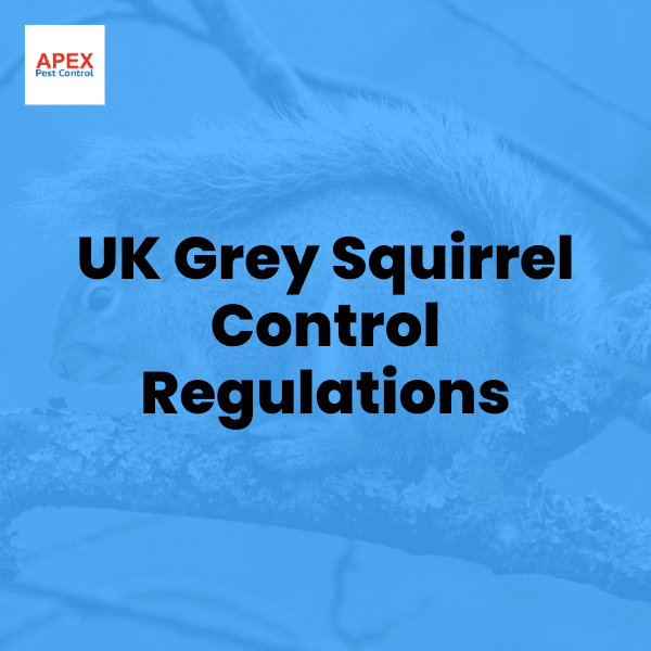 uk grey squirrel control regulations