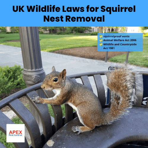 uk wildlife laws for squirrel nest removal