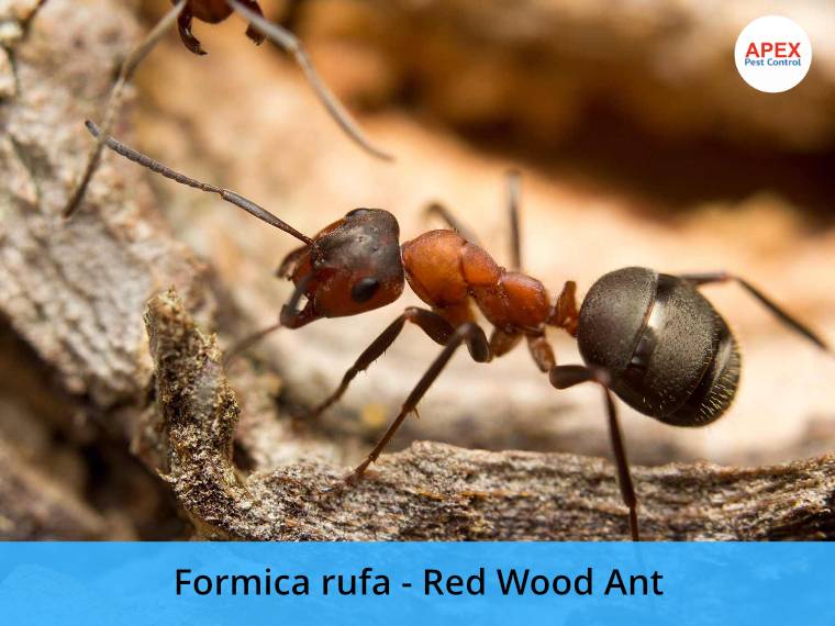 wood ant