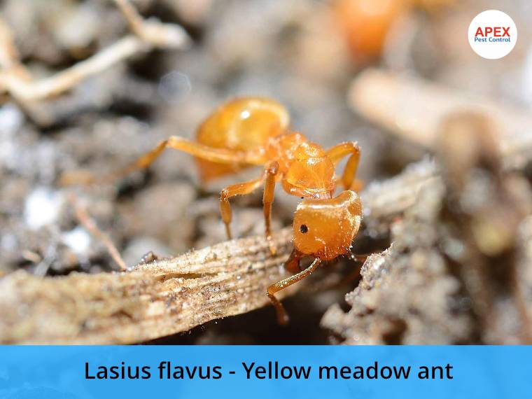 yellow ant