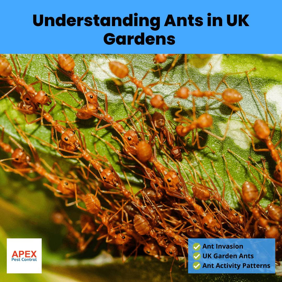 Understanding Ants in UK Gardens
