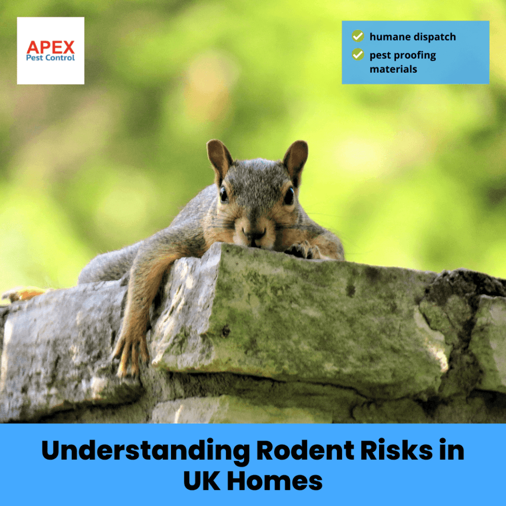 understanding rodent risks in uk homes