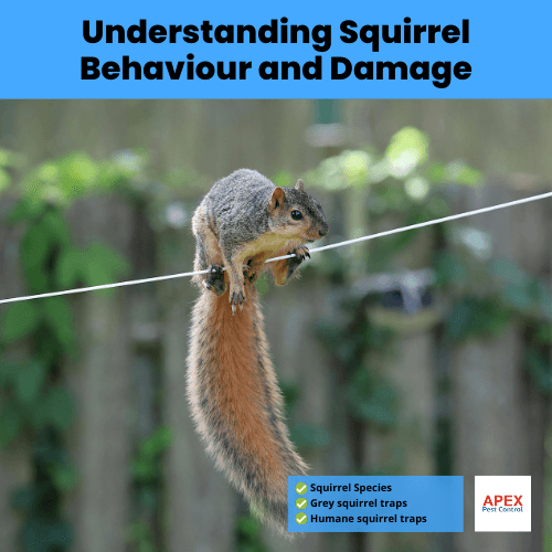 understanding squirrel behaviour and damage