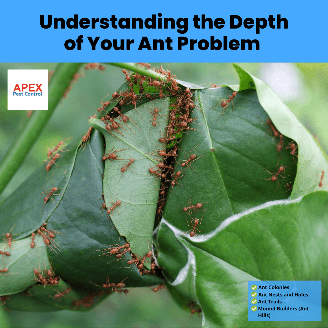 Understanding the Depth of Your Ant Problem