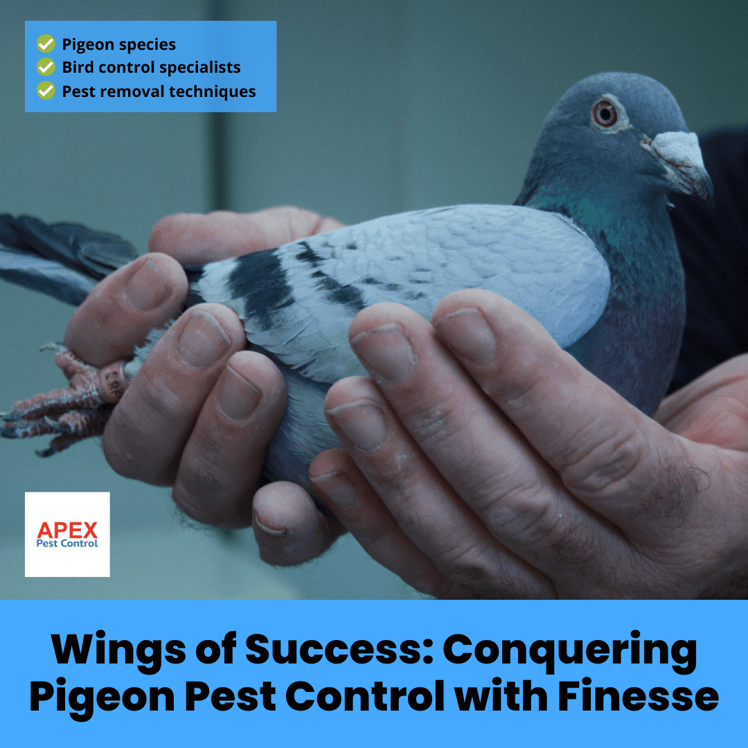 Want to Know How to Get Rid of Grey Squirrels Call the Professionals for More Tips