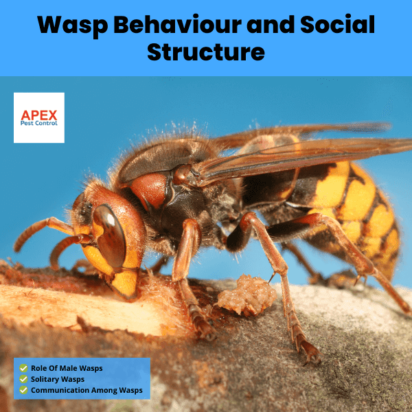 Wasp Behaviour and Social Structure
