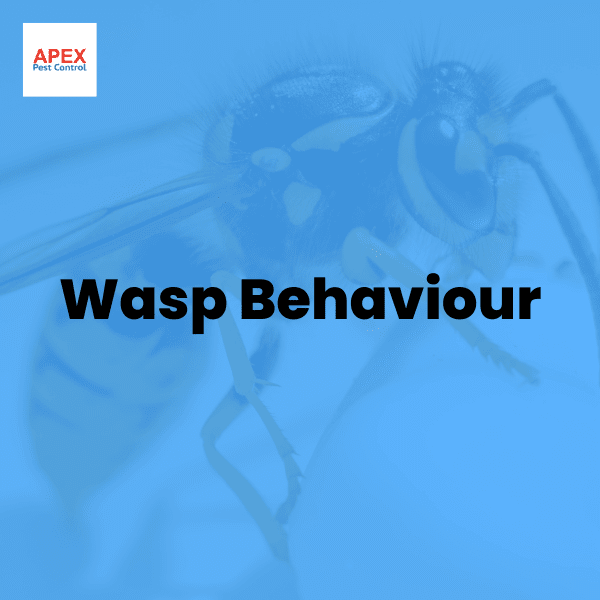 Wasp Behaviour