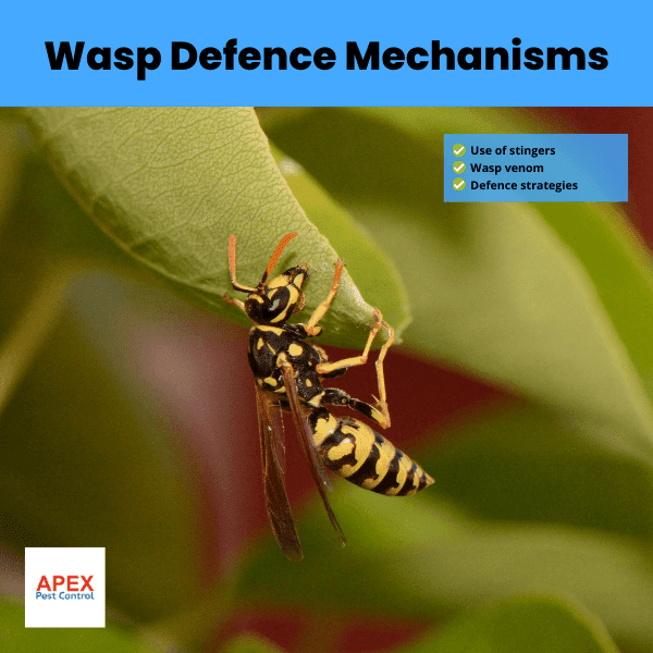 Wasp Defence Mechanisms