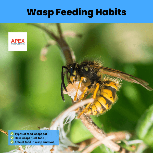 Wasp Feeding Habits