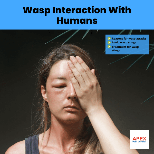 Wasp Interaction With Humans