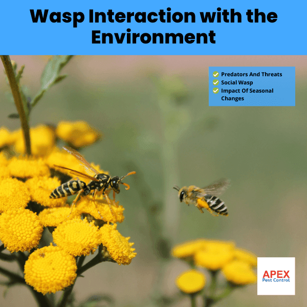 Wasp Interaction with the Environment