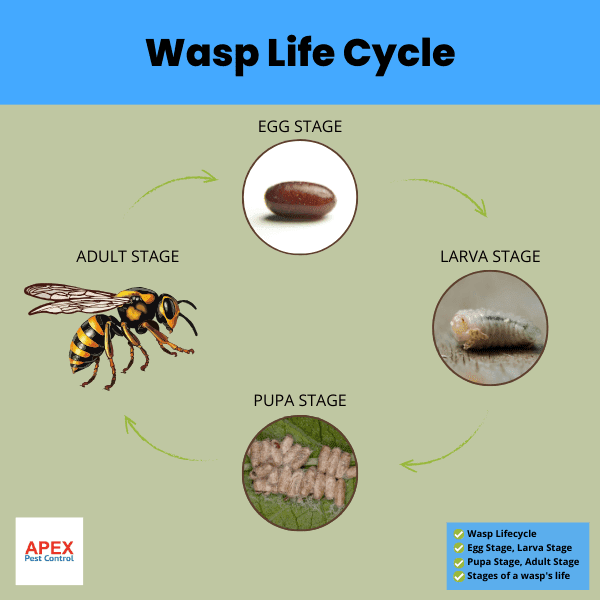 Wasp Life Cycle