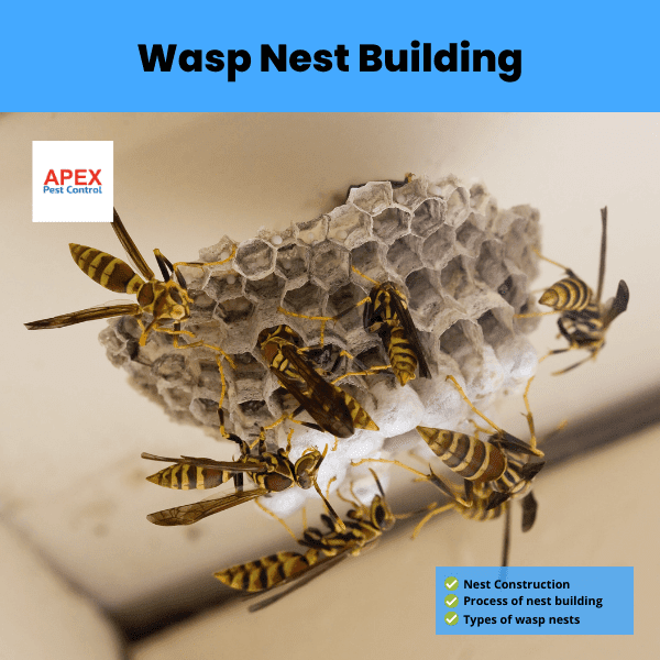 Wasp Nest Building