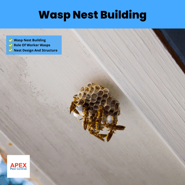 Wasp Nest Building