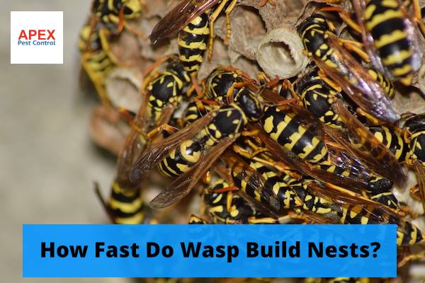 Local pest control