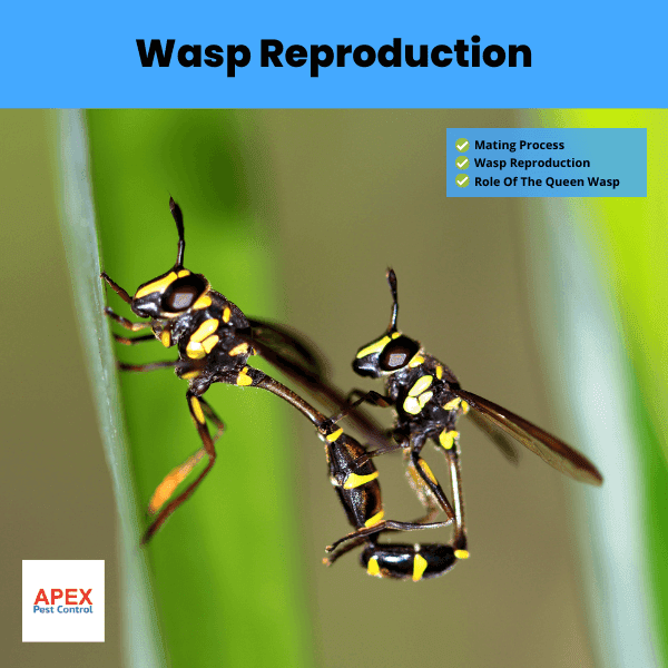 Wasp Reproduction