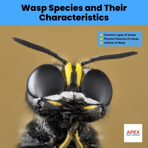 Wasp Species and Their Characteristics