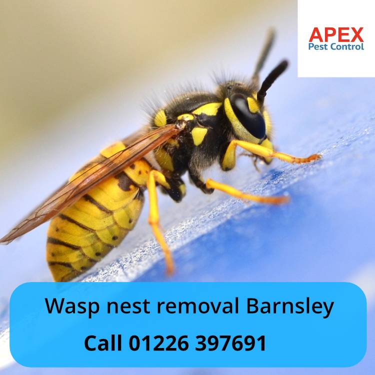 wasp nest removal barnsley - apex pest control.