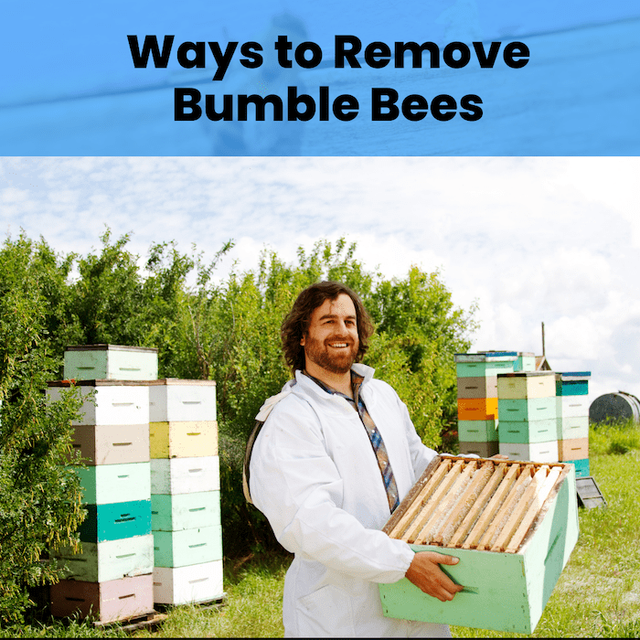 What Are the Ways to Remove Bumble Bees?