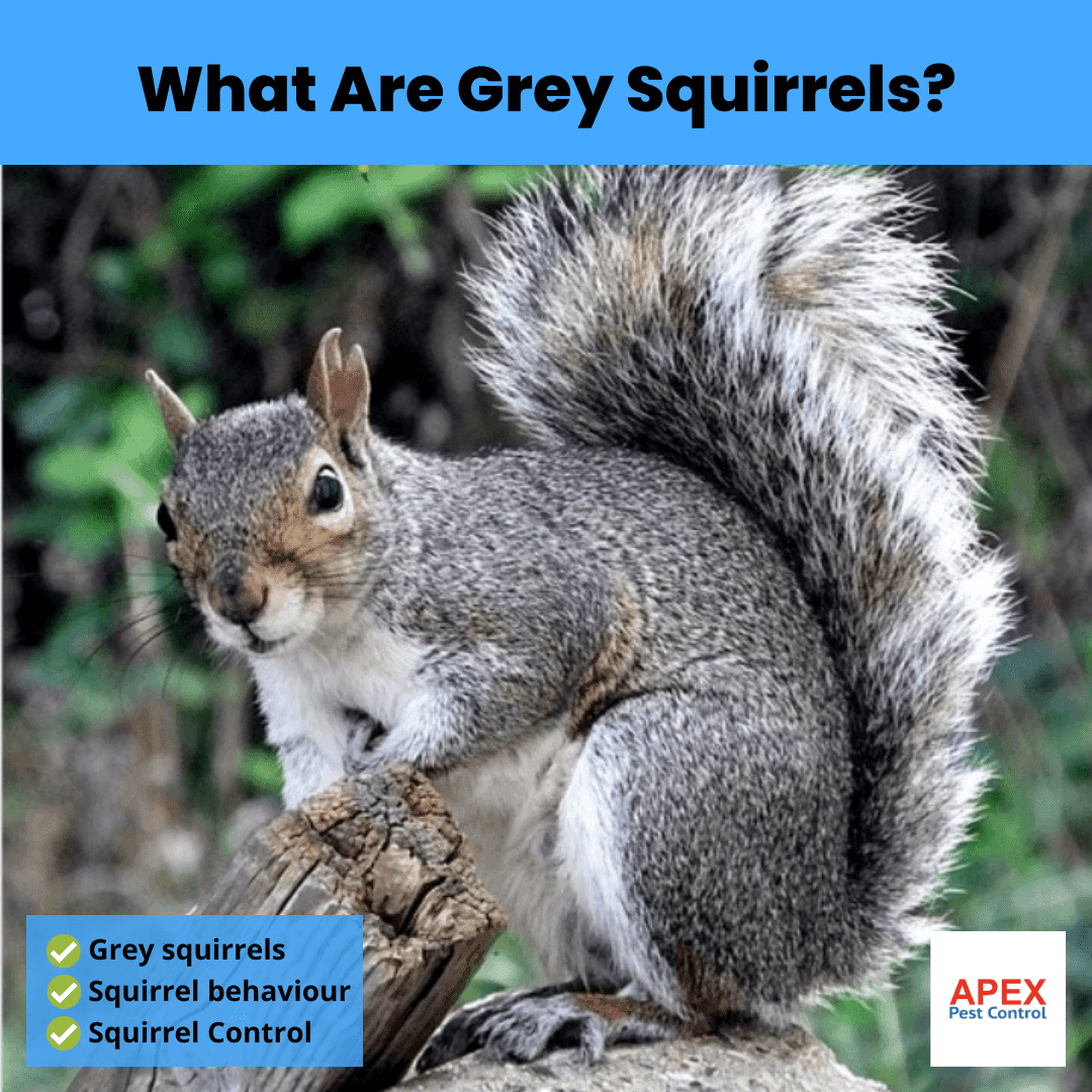What Are Grey Squirrels?