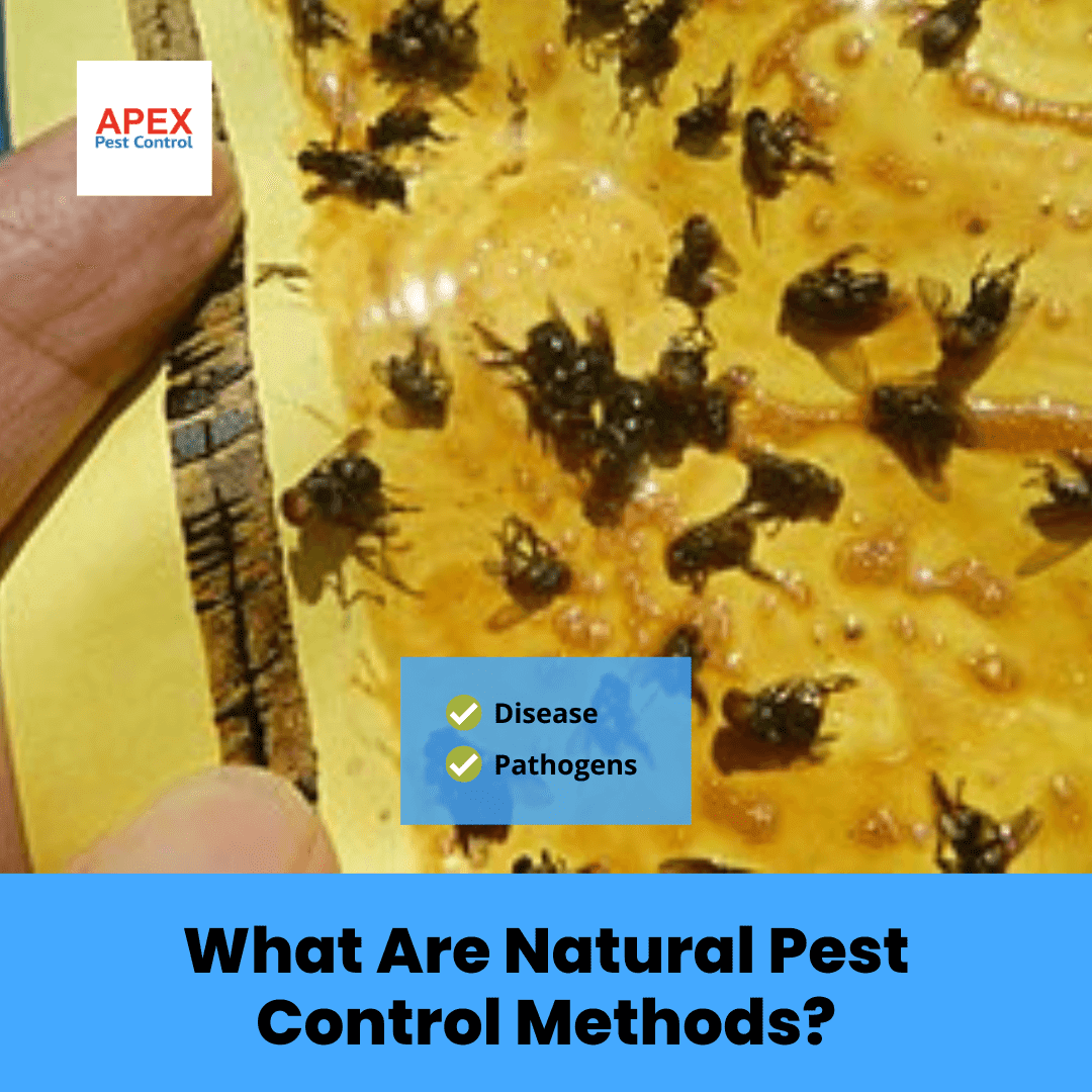 What Are Natural Pest Control Methods