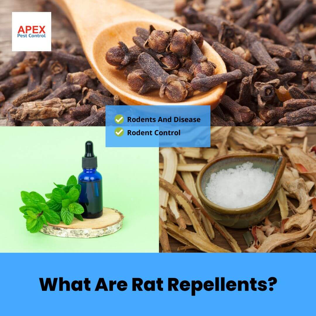 What Are Rat Repellents