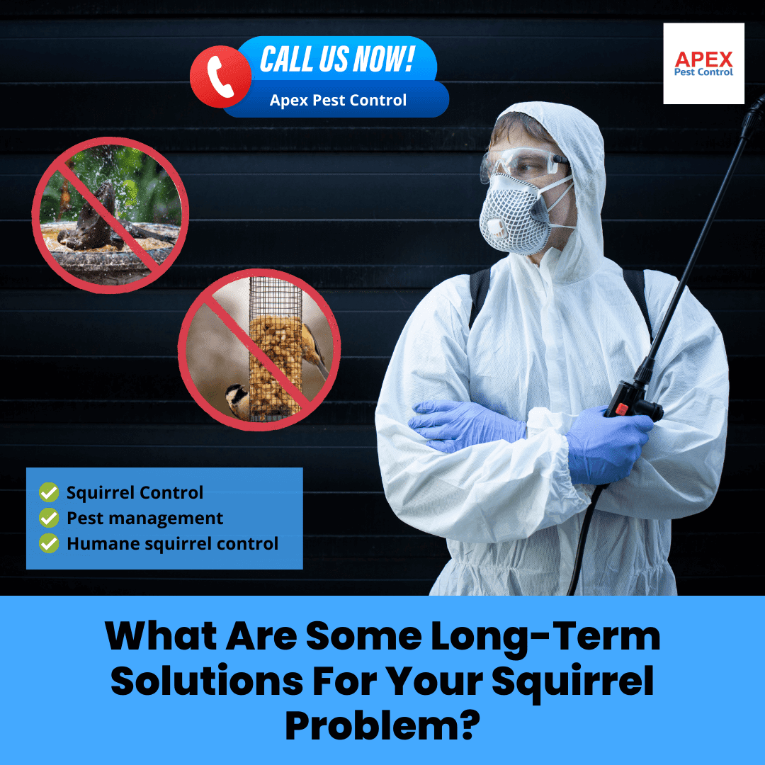 What Are Some Long-Term Solutions For Your Squirrel Problem?