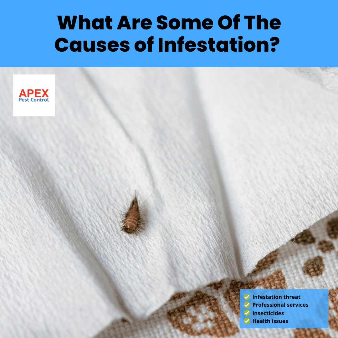 What Are Some Of The Causes of Infestation