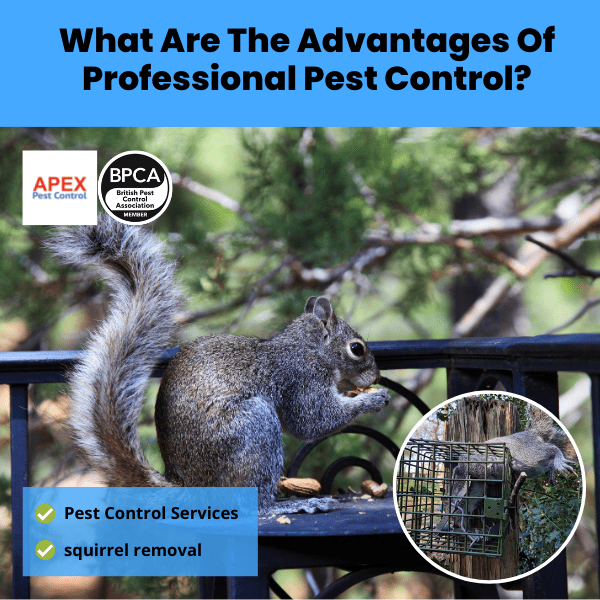 What Are The Advantages Of Professional Pest Control - best advice for employing Apex Pest Control to get rid of your Grey Squirrel removal.