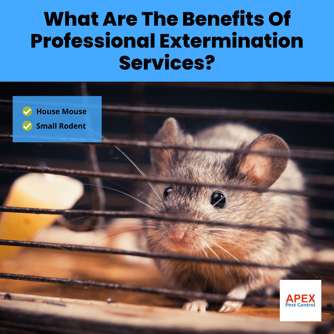 What Are The Benefits Of Professional Extermination Services